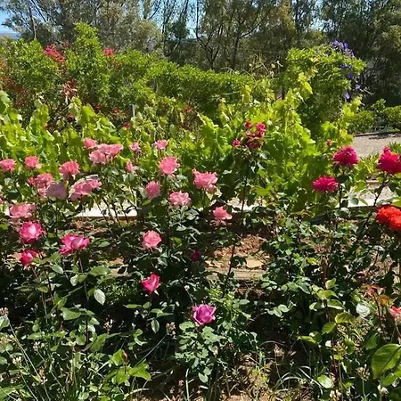 Monte Da Bravura Kır Evi *